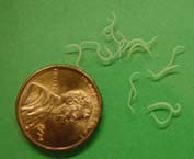 Is Cat Poop With Worms Safe In Garbage Can Is Cat Poop With Worms Safe In Garbage Can